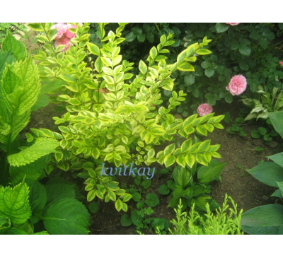 Бирючина  овальнолиста Ауреум (Ligustrum ovalifolium Aureum )